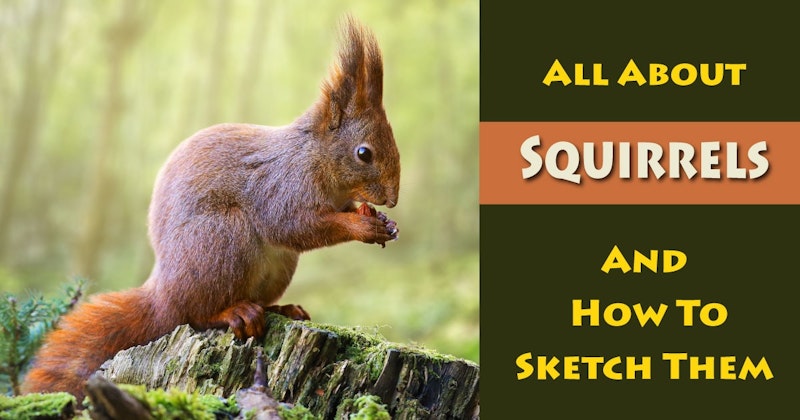 Learn About Squirrels and the Rodent Family (FREE) - Crowdcast