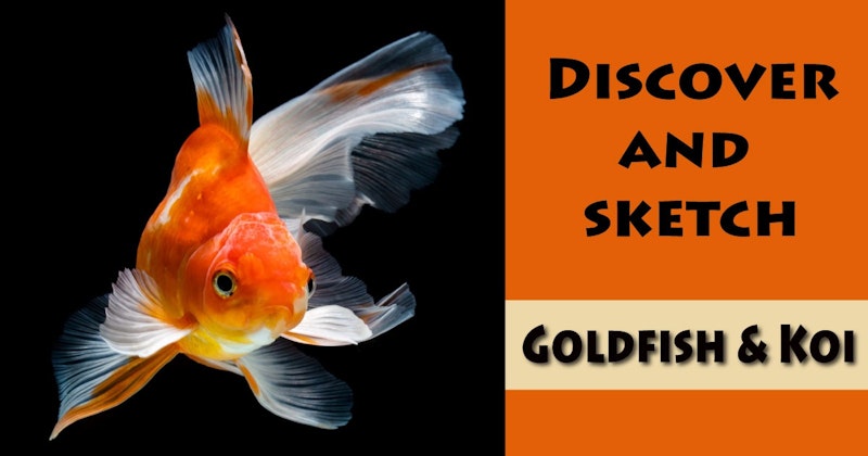 How to Draw a Goldfish - Step-by-Step Pet Fish Sketch