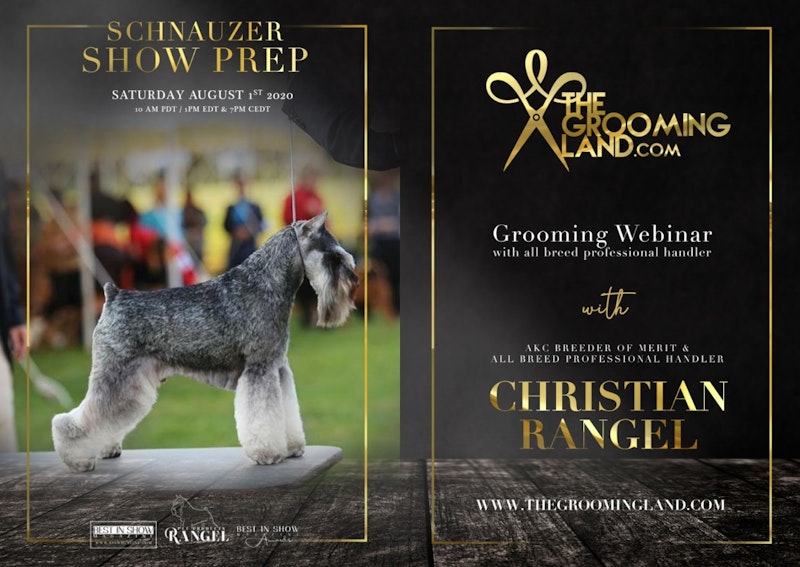 Prepping Your Miniature Schnauzer for the Groomer