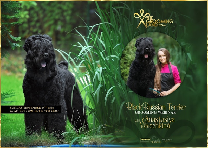 how do you groom black russian terrier